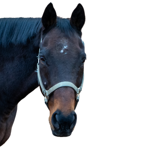 A dark bay horse with a light green halter.
